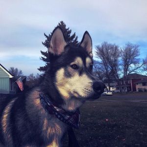 Meet your Posher, Jackson